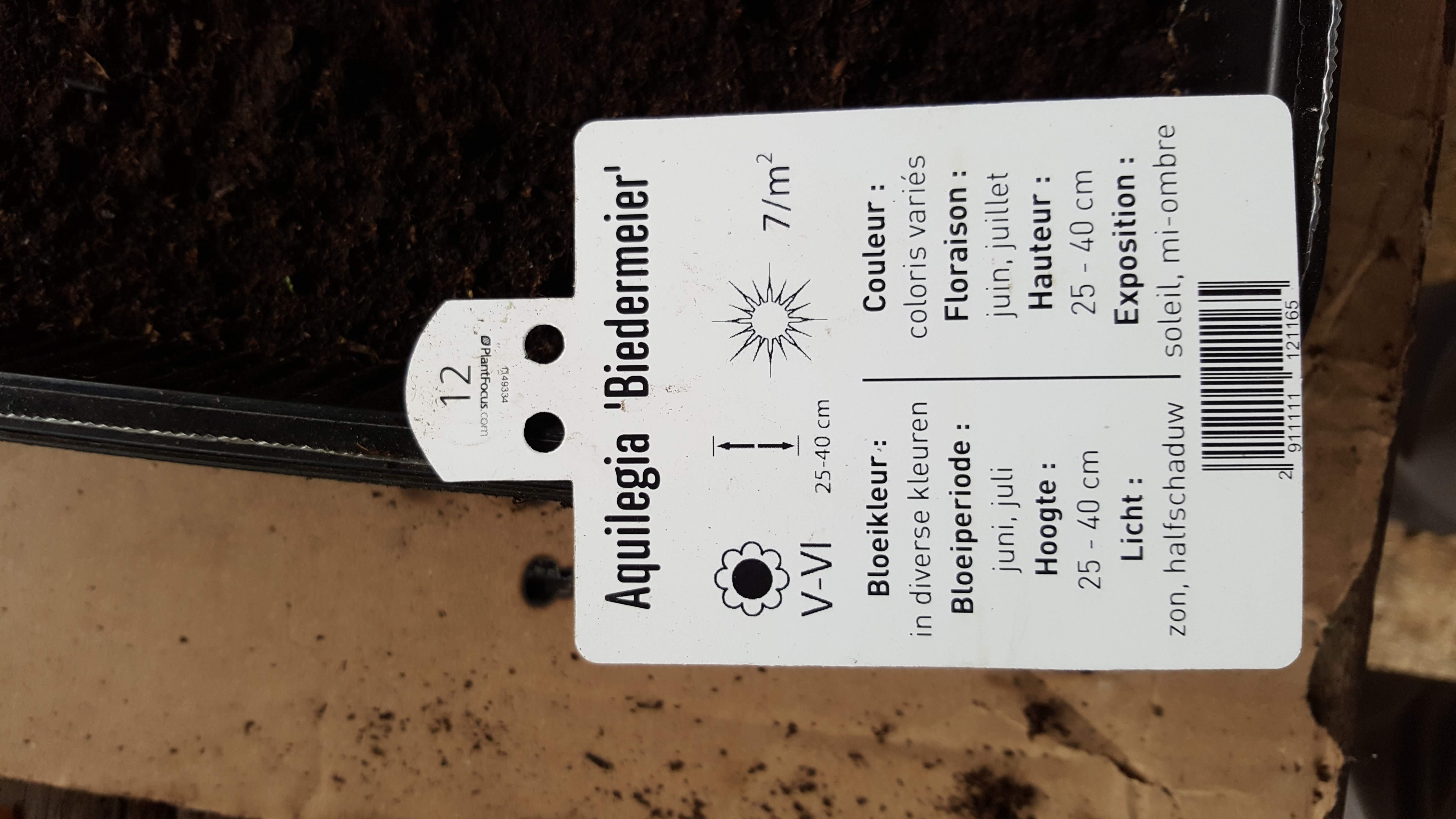 aquilegia bieder2.jpg